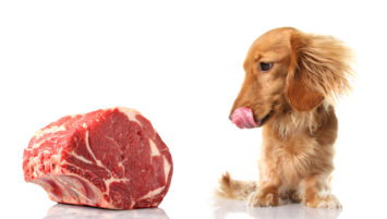 Hundefutter Nassfutter Test